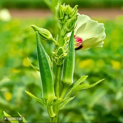 Ladyfinger Green Vegetable Seeds Pack Of 25