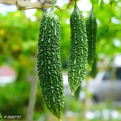 Green Karela (Bitter Gourd) Desi Vegtebale Seeds Pack Of 15-thumb0