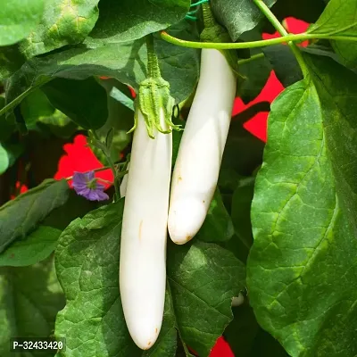 White Long Brinjal Desi Baigan Vegetable Seeds Pack Of 50