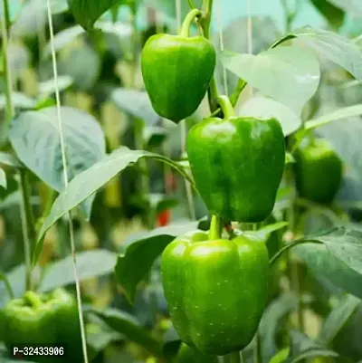 Capsicum (Bell Pepper) Chili Desi Vegetable Seeds Pack Of 50-thumb0