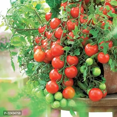 Tomato Red Cherry Exotic Vegetable Seeds Pack Of 50-thumb0