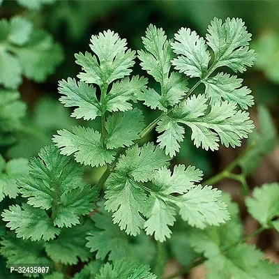 Coriander (Dhaniya/Dhana) Leaf Desi Vegetable Seeds Pack Of 100