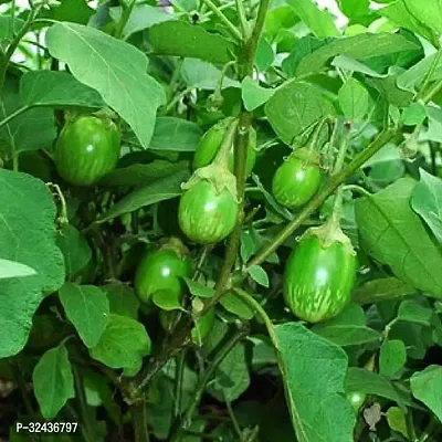 Green Brinjal Desi Baigna Vegetable Seeds Pack Of 50-thumb0