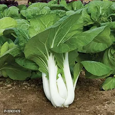 Bok Choy (Pak Choi) Exotic Vegetable Seeds Pack Of 100