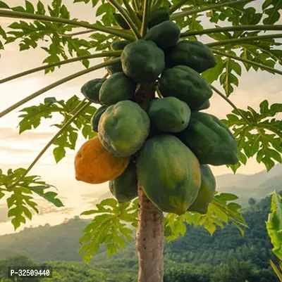 Papaya Hybrid Fruit Seeds Pack Of 50