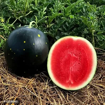 Watermelon (trabooj, kalingar) Fruit Seeds For Planting Pack Of 10-thumb0