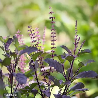 Tulsi (Holy Basil) Herb Seeds For Planting Pack Of 100 For Home Garden-thumb0