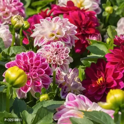 Dahlia Flower Mix Seeds Pack Of 20 For Home And Kitchen Gardening-thumb0