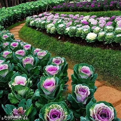 Flowering  Kale Flower Seeds Pack Of 30 Home And kitchen Gardening