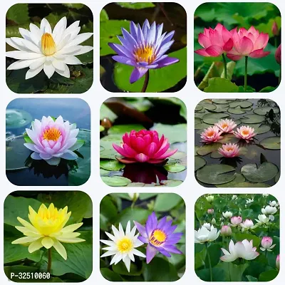 Lotus Mix Flower Seeds Pack Of 15 For Home And Balcony Gardening