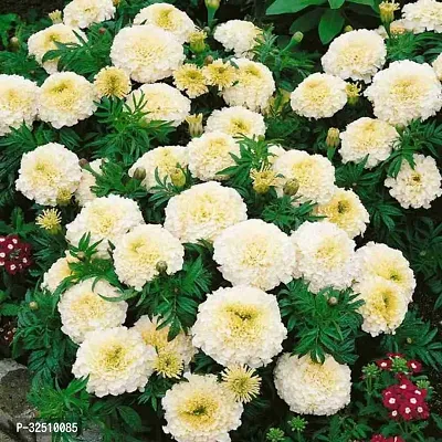 Marigold Bijlee White Flower Seeds Pack Of 30 For Home And Balcony