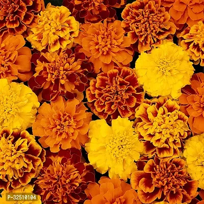 Marigold French Flower Seeds Pack Of 50 For Home And Balcony Gardening