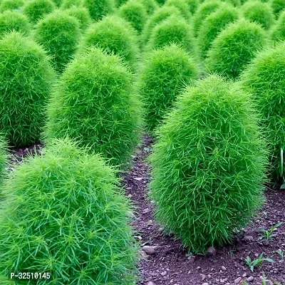 Kochia Green Seeds For Home Decor Grass Seeds  For Balcony, Terrace, Home Garden Pack Of 30