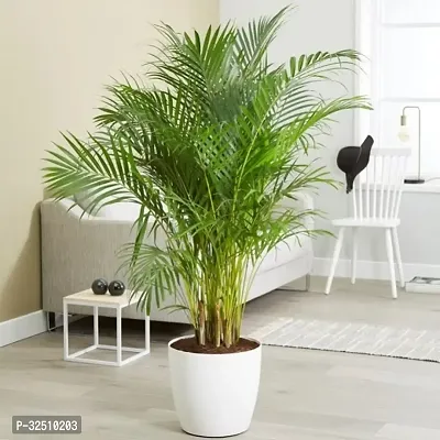 Areca Palm Seeds Pack Of 5 For Home And Kicthen Gardening-thumb0