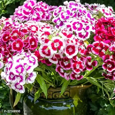 Sweet William Mix Flower Seeds Pack Of 30 For Home Garden-thumb0