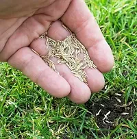 Super Napier Animal Feeding Grass Small Seeds Pack Of 500 Seeds For Home-thumb1