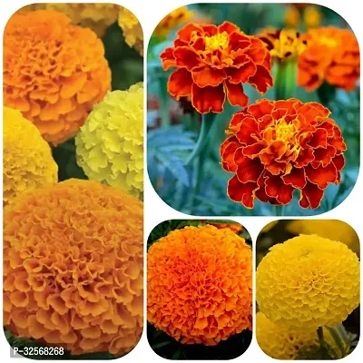 Marigold Seeds Pack Of 4 Type Of Marigold Combo Flower Seeds In 1 Pack-thumb0