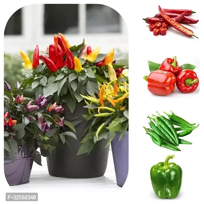 Vegetable Seeds Combo Pack Of 5 Type Of Chilli Vegetable Seeds-thumb0