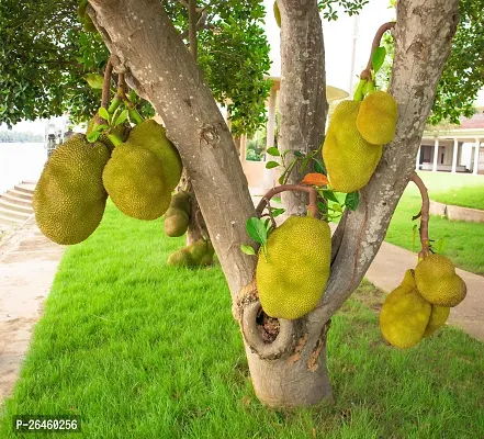 Jack Fruit Plant