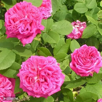 BALUBITA Hybrid Rose Plant[BB1518]-thumb0