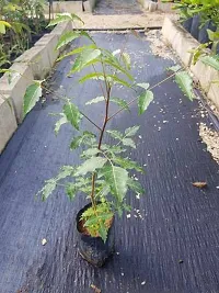 BALUBITA Hybrid Neem Plant[BB1618]-thumb2