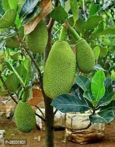 Fulmala Nursery Jack Fruit Plant Height 1.2-1.54 Fit, With Growing Bag-thumb0