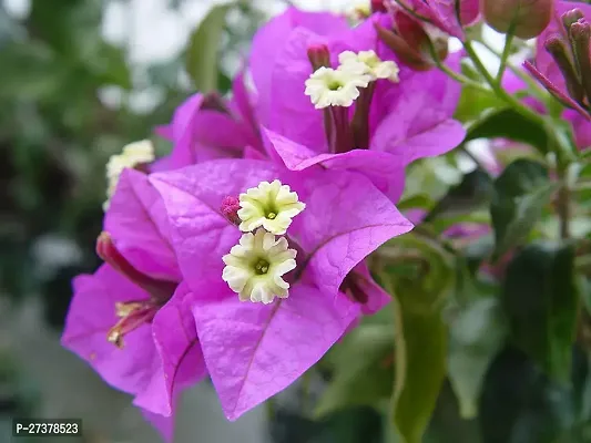 BALUBITA Hybrid Bougainvillea Plant[BB1918]-thumb0