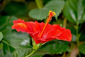 BALUBITA Hybrid Hibiscus Plant[BB1886]-thumb1