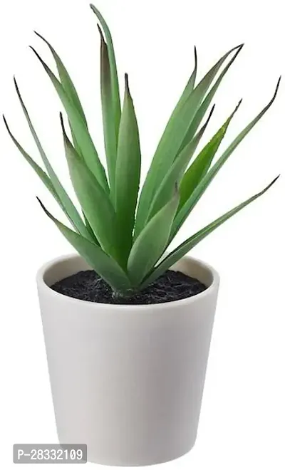 Fulmala Nursery Aloe Vera Plant Height 1.2-1.192 Fit, With Growing Bag-thumb0