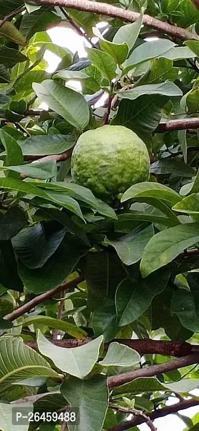 Guava Plant