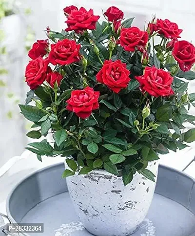 Fulmala Nursery Rose Plant Height 1.2-1.289 Fit, With Growing Bag-thumb0