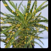 BALUBITA Hybrid Croton Plant[BB1726]-thumb1