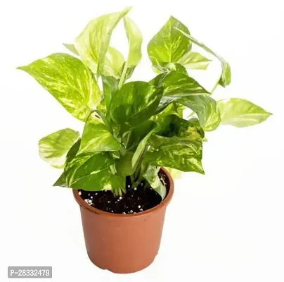 Fulmala Nursery Money Plant Height 1.2-1.375 Fit, With Growing Bag-thumb0