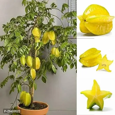 Star Fruit Carambola Grafted Plant-thumb0