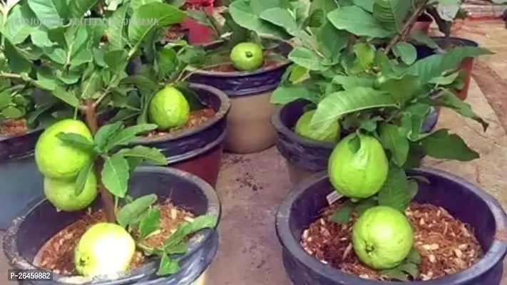 Guava Plant