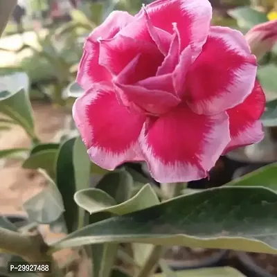 Adenium Desert Rose Garden Decor-thumb0