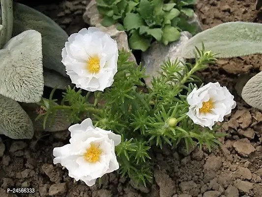 Portulaca PlantHybrid Esey To Grow No Nead To extra Care [ S216]-thumb0