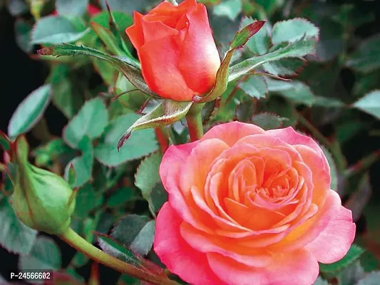 Rose PlantHybrid Esey To Grow No Nead To extra Care [ S479]-thumb0