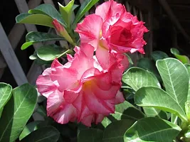 BALUBITA Hybrid Adenium Plant[BB1771]-thumb1