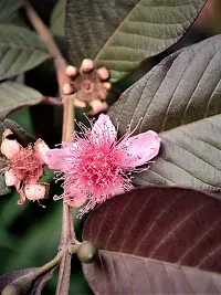 BALUBITA Hybrid Guava Plant[BB1547]-thumb1