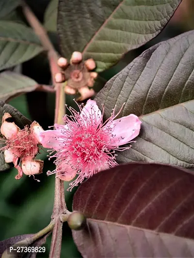 BALUBITA Hybrid Guava Plant[BB1547]-thumb2