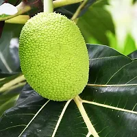 Fulmala Nursery Jackfruit Plant Height 1.2-1.167 Fit, With Growing Bag-thumb1