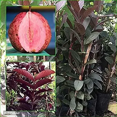 Guava PlantHybrid Esey To Grow No Nead To extra Care [ S320]-thumb0
