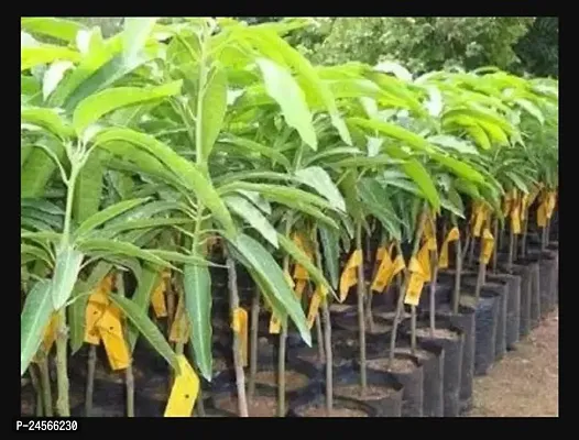 Mango PlantHybrid Esey To Grow No Nead To extra Care [ S114]-thumb0