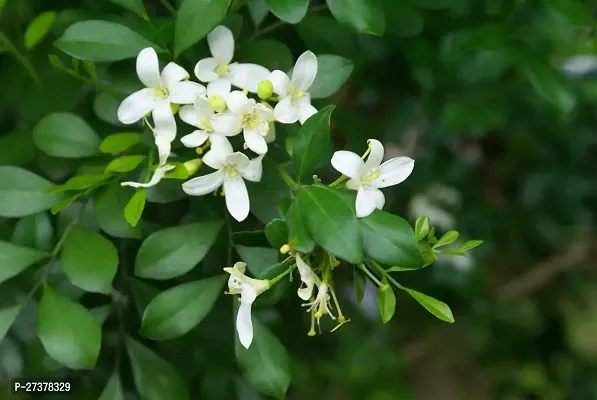 BALUBITA Hybrid Madhu Kamini Plant[BB1725]-thumb0