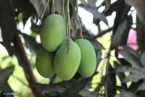 BALUBITA Hybrid Mango Plant[BB1923]-thumb0