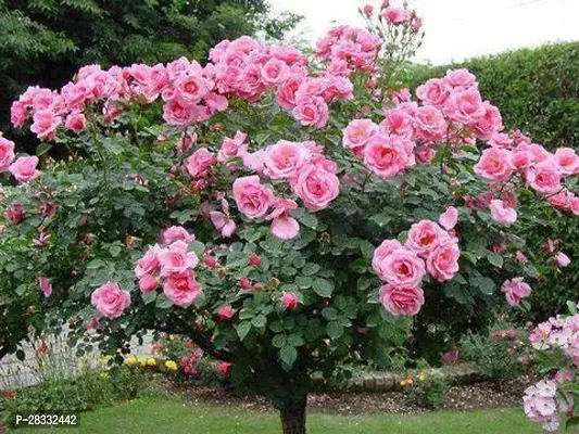 Fulmala Nursery Rose Plant Height 1.2-1.346 Fit, With Growing Bag-thumb0