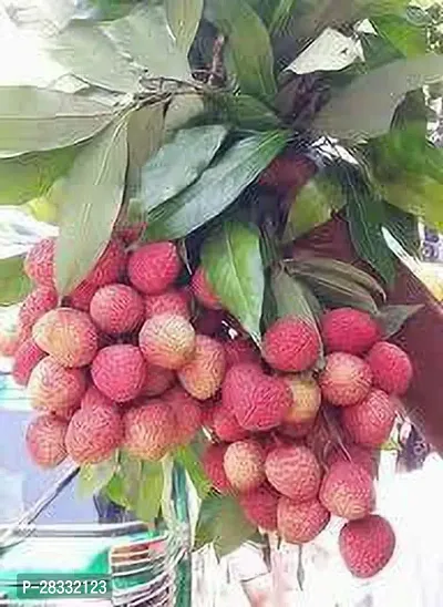 Fulmala Nursery Litchi Plant Height 1.2-1.203 Fit, With Growing Bag-thumb0