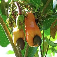 Fulmala Nursery Cashew Apple Plant Height 1.2-1.133 Fit, With Growing Bag-thumb1