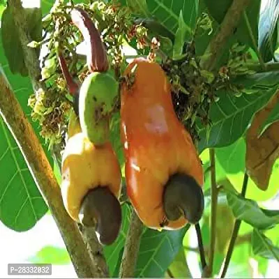 Fulmala Nursery Cashew Apple Plant Height 1.2-1.133 Fit, With Growing Bag-thumb2